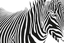 Čiernobiely obraz Zebra